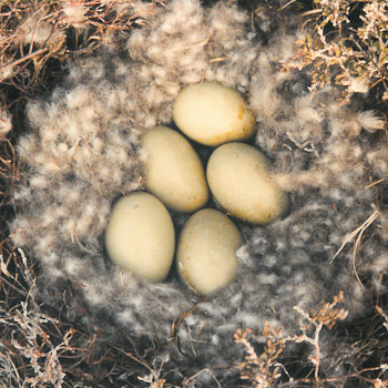 Eider Nest